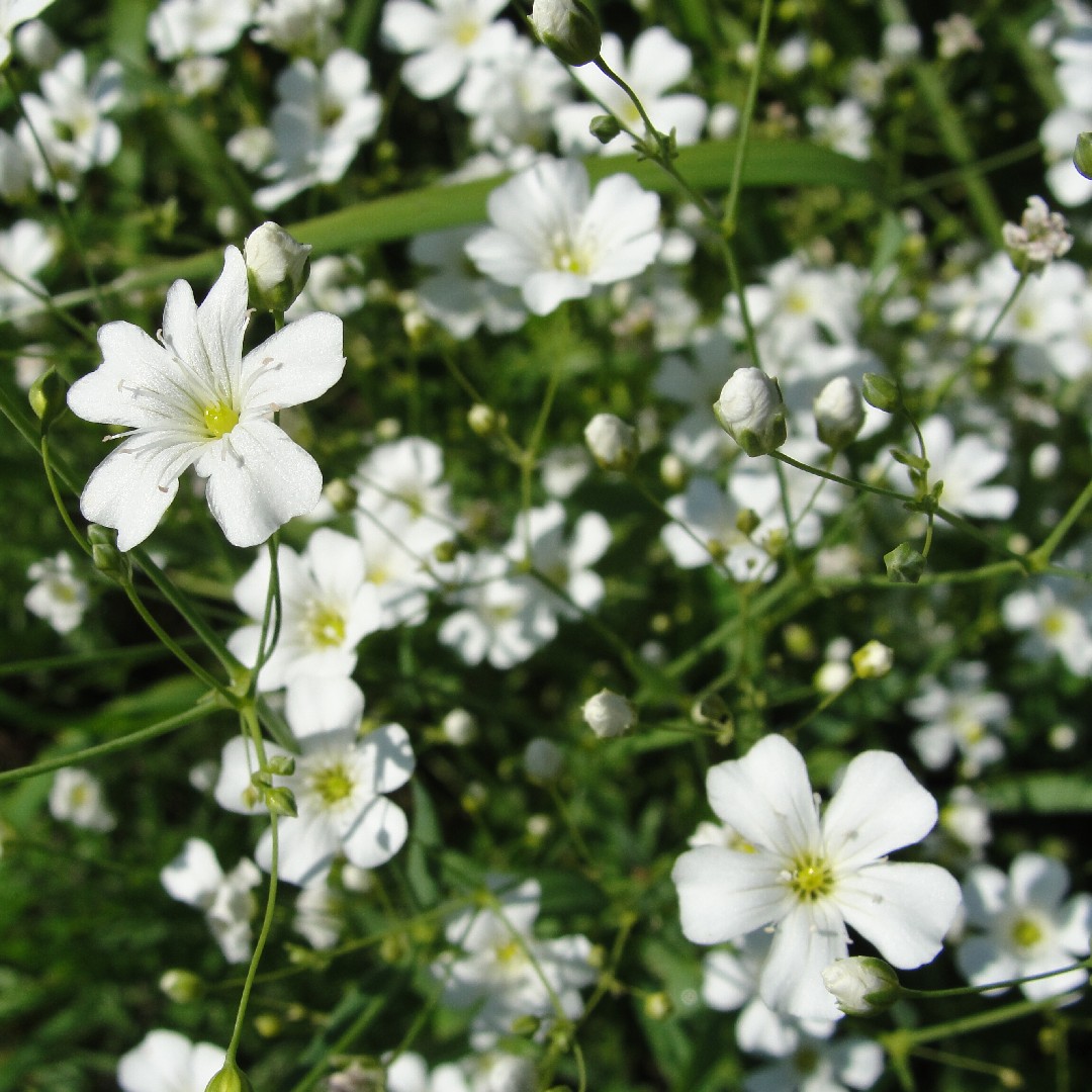 Гипсофила изящная (Gypsophila elegans) Rose. Гипсофилы голубые. Gypsophila elegans с розами. Картинки на рабочий стол гипсофилы. Нужно ли поливать гипсофилу