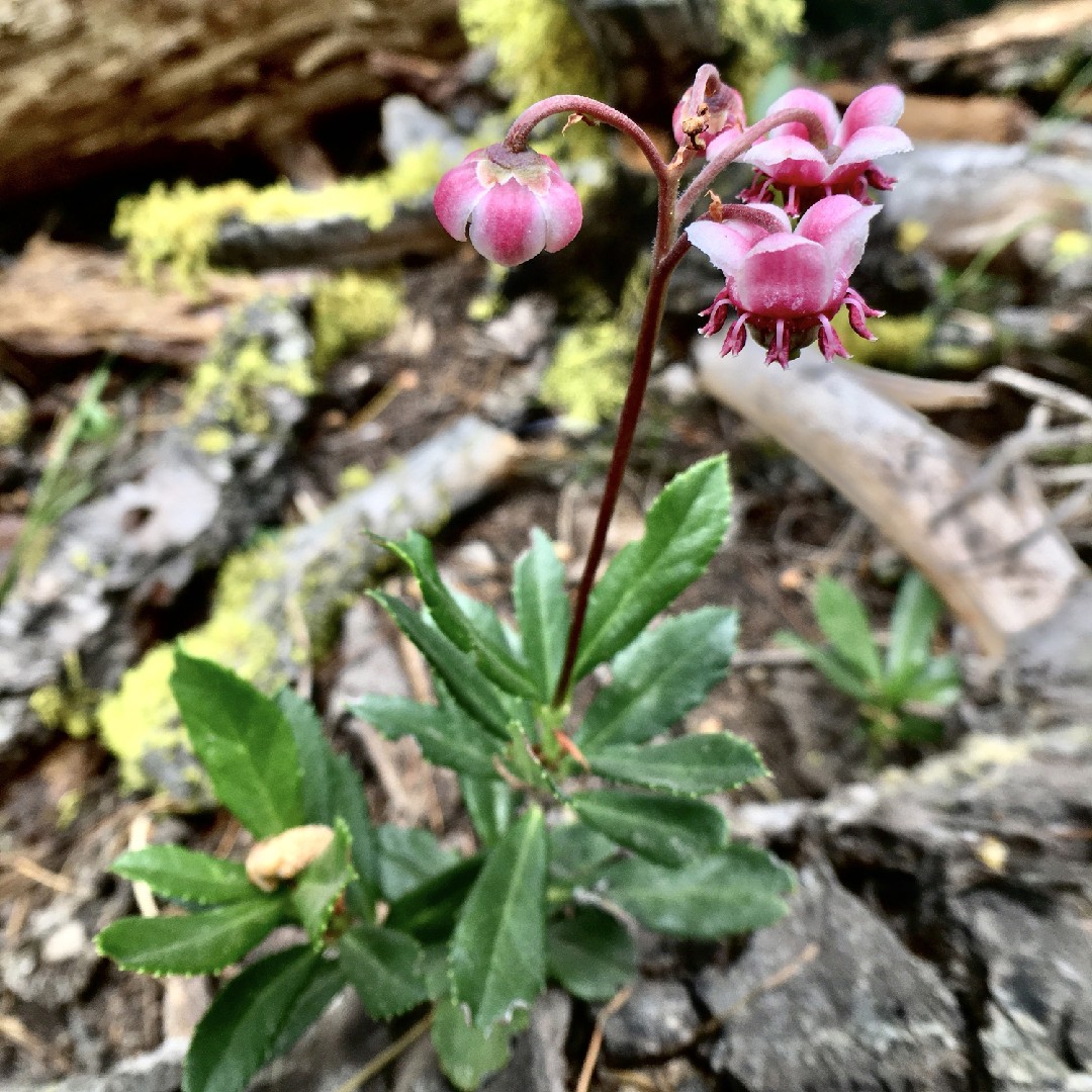 Dolden-Winterlieb (Chimaphila umbellata) - PictureThis