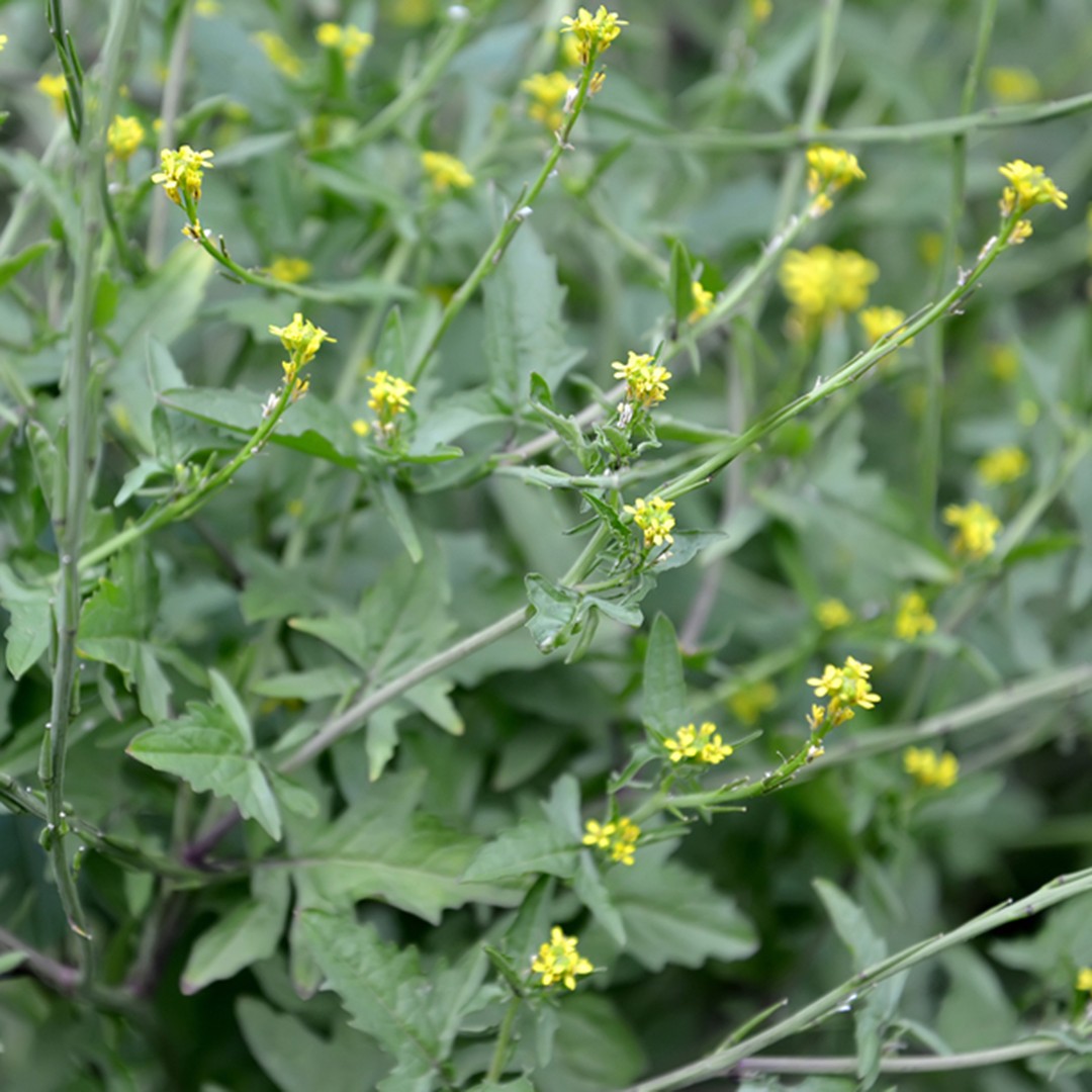 Image of Hedge mustard plant as groundcover plant