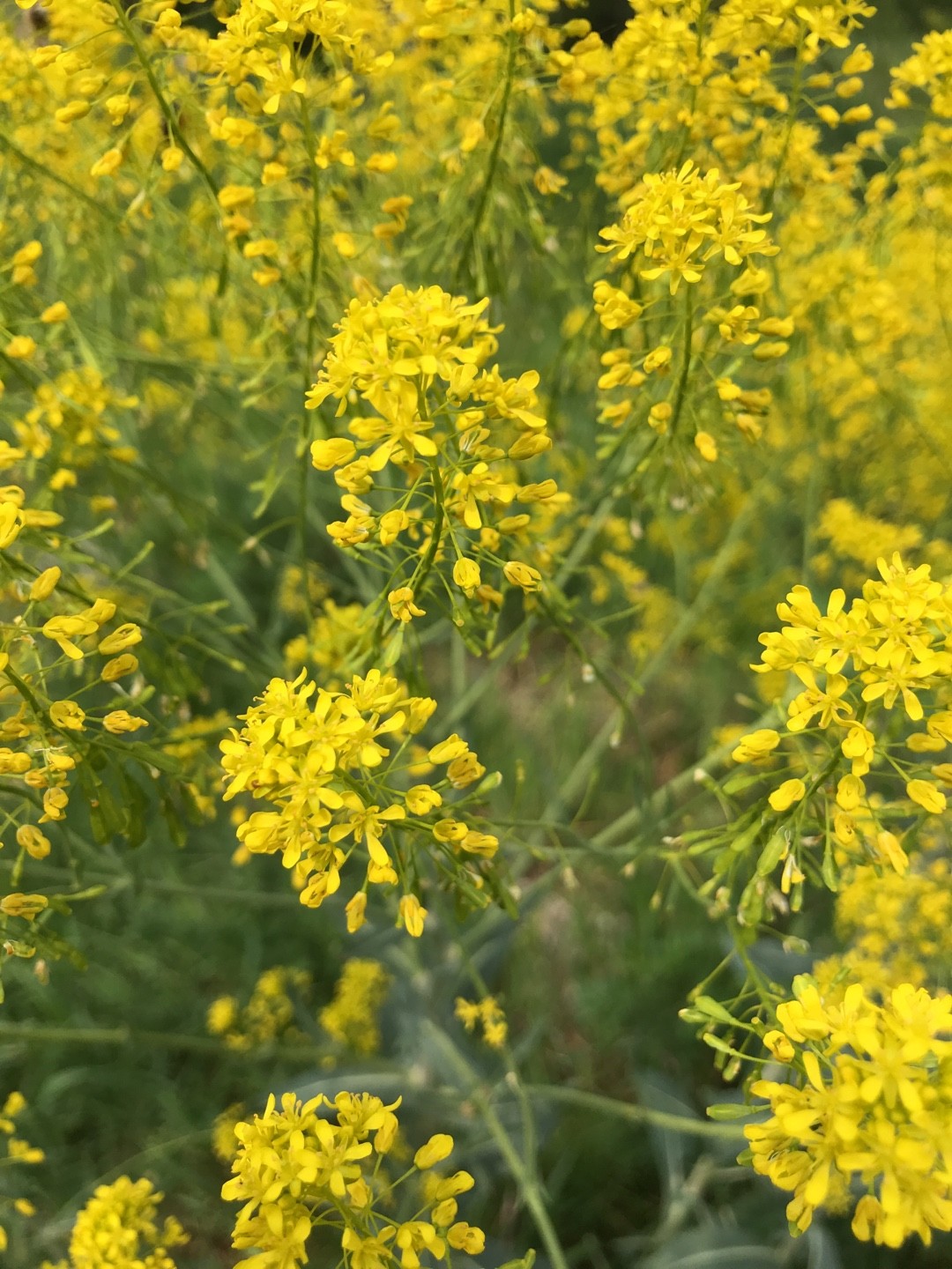 カキネガラシ属 (Sisymbrium)