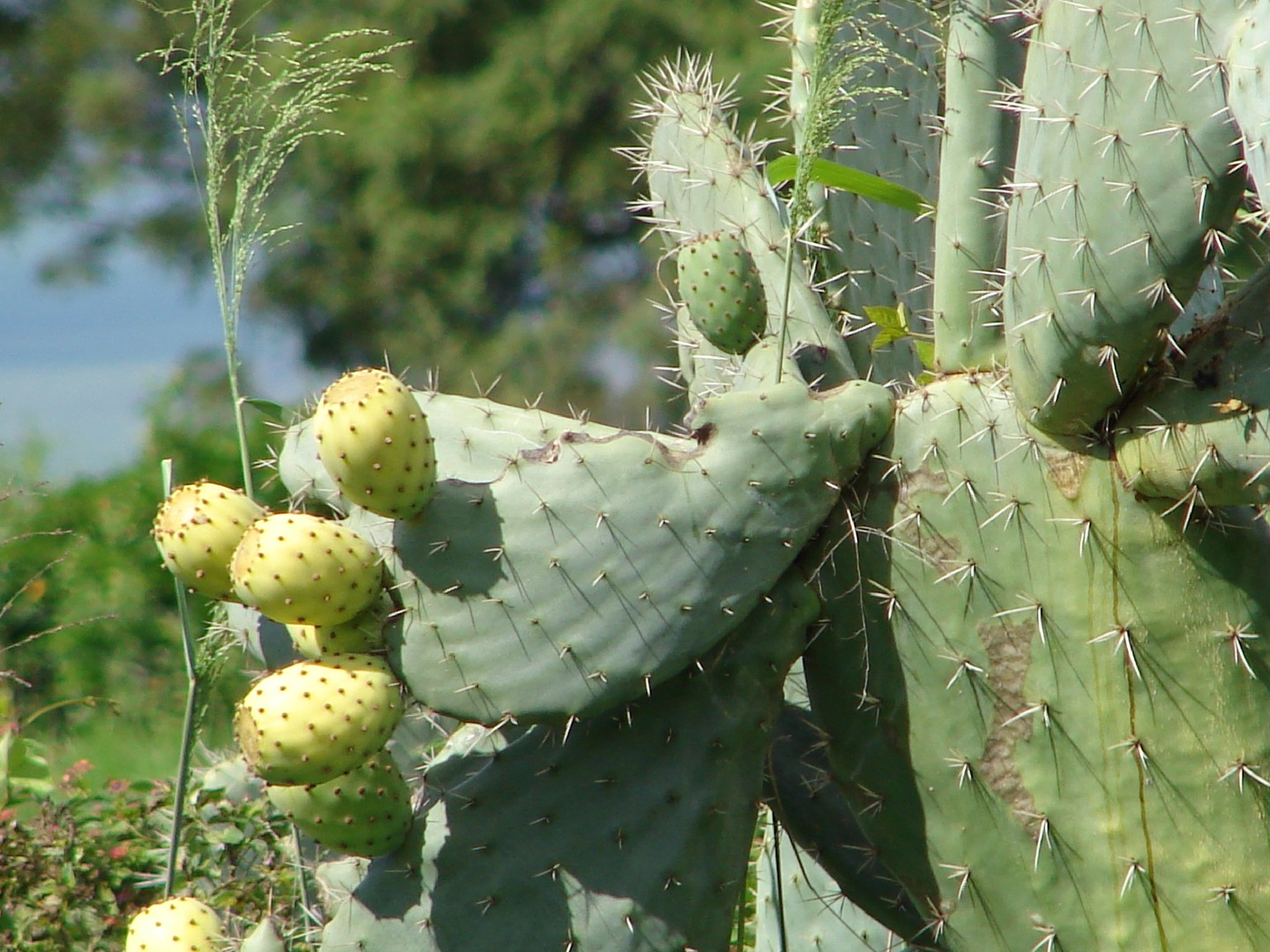 オオガタホウケン（大型宝剣） (ケア, 特徴, 花, 画像)