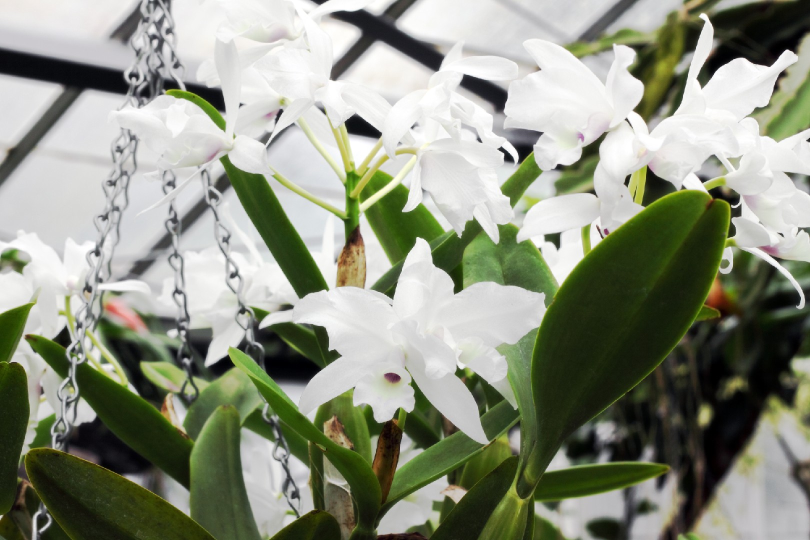 洋蘭 原種 C skinneri Cosuluva AM/AOS アメリカの入賞花OG!! C. skinneri