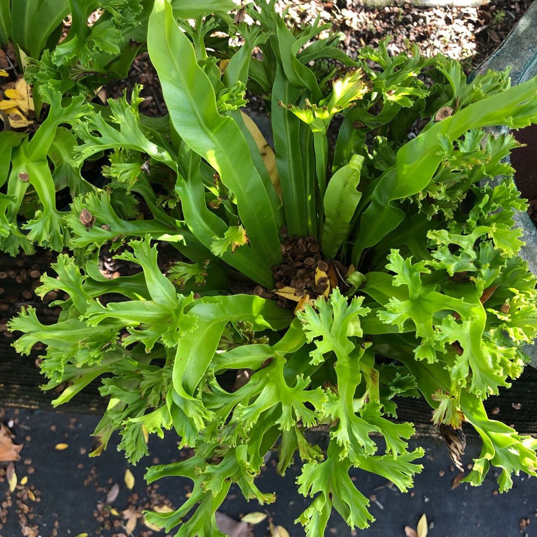 vine plants indoor for sale Creeping Wire Vine — Green Acres Nursery & Supply