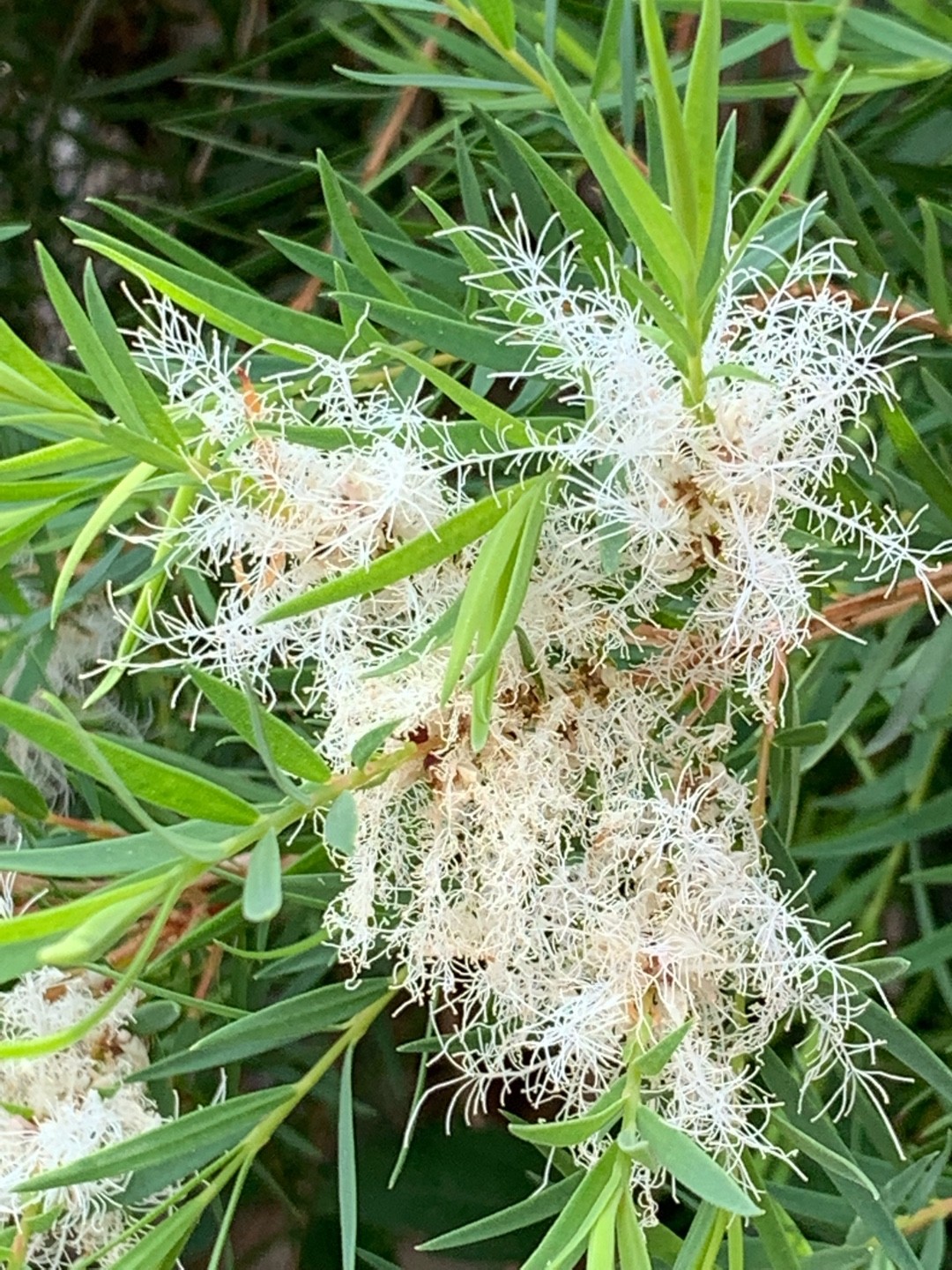 Tea Tree (Melaleuca Alternifolia) Flower, Leaf, Care, Uses - Picturethis