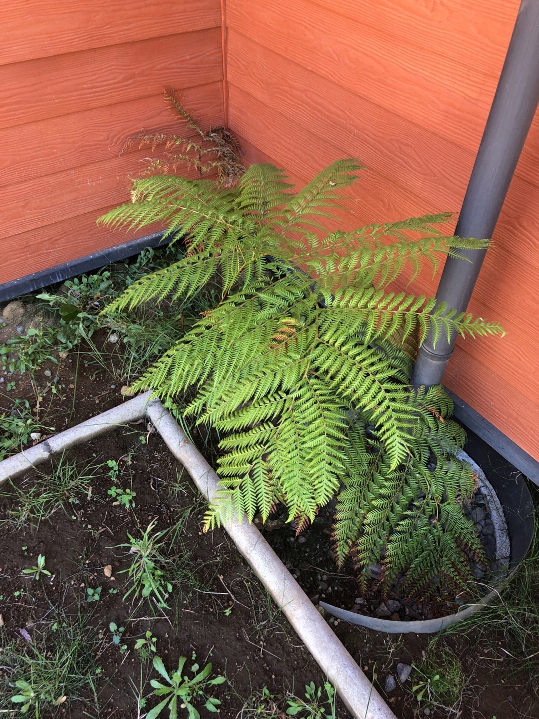 Dicksonia antarcticaの育て方・栽培方法