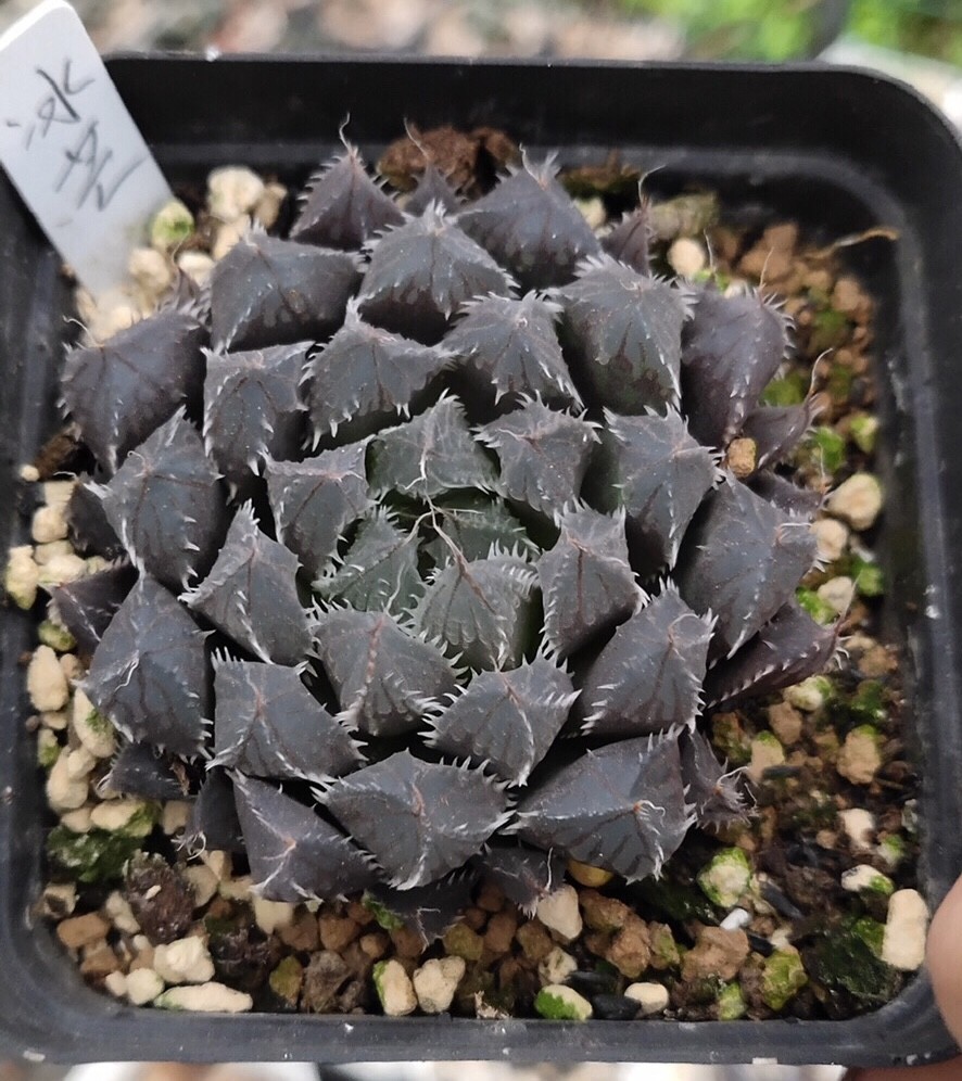 ハオルチア　Haworthia cooperi var.gracilis MBB6799 NW Patensie (Syn=cooperi var.gordoniana) ハオルチア Haworthia cooperi  MBB6799 NW Patensis