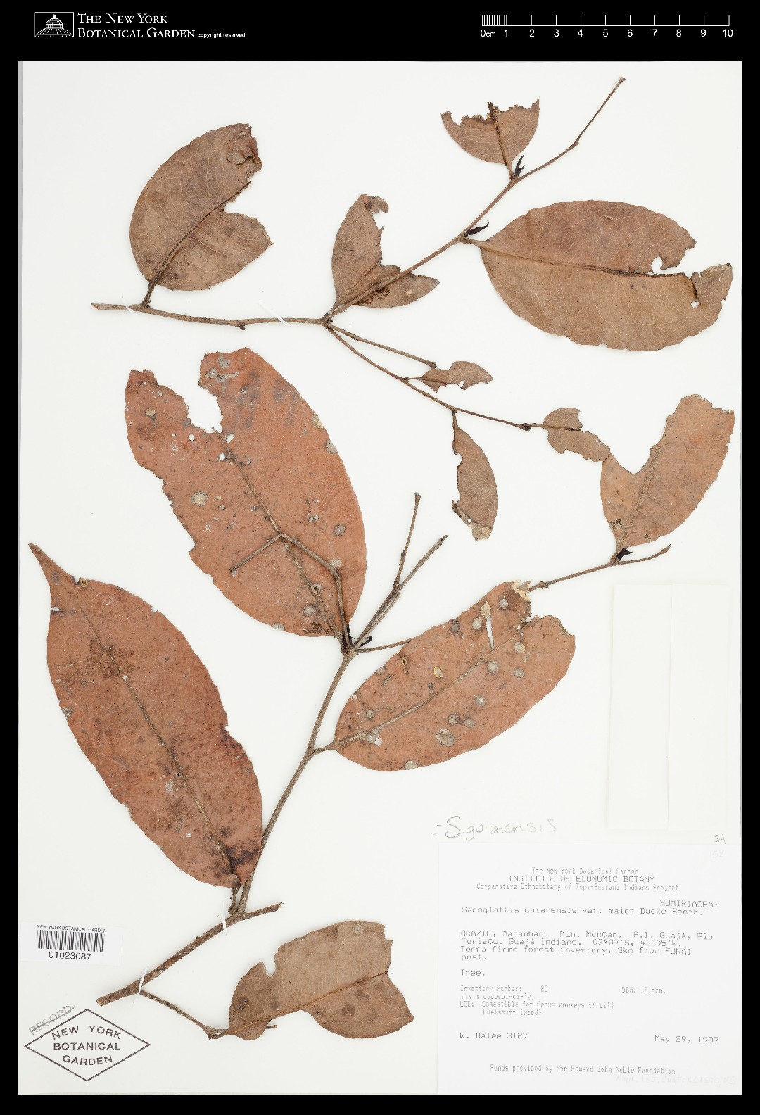 Sacoglottis guianensis PictureThis