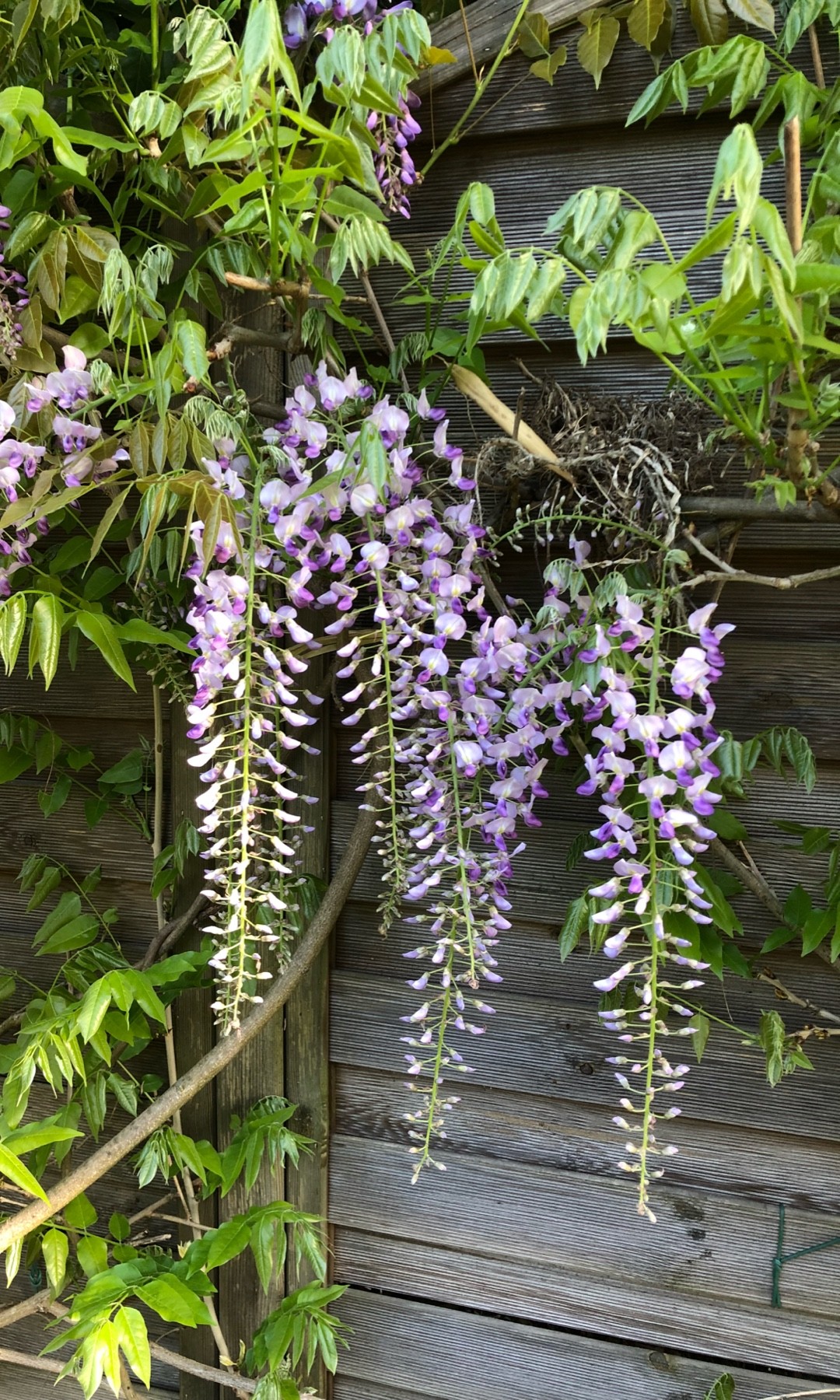 フジ（藤） 'Harlequin' (Wisteria floribunda 'Harlequin') - PictureThis