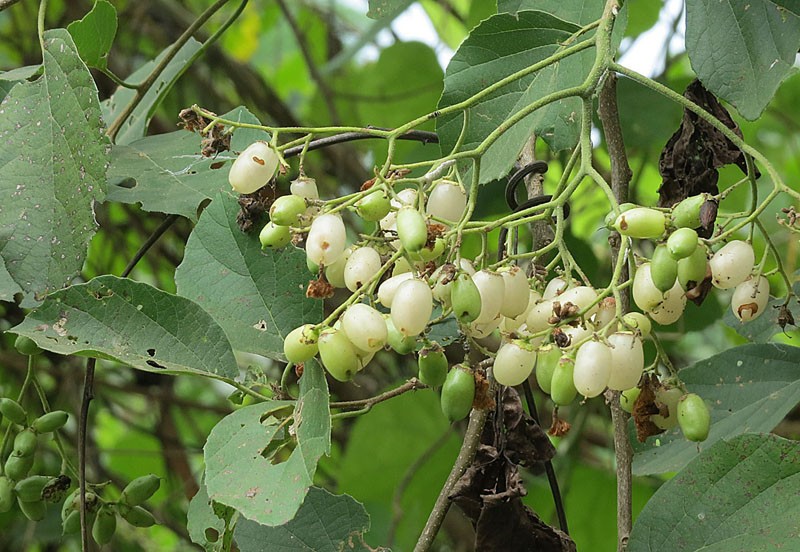 Cordia dentata PictureThis