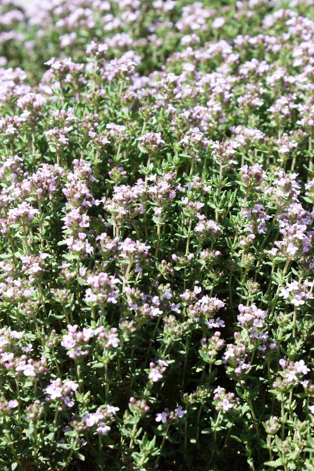 Thymes (Thymus) Flower, Leaf, Care, Uses PictureThis
