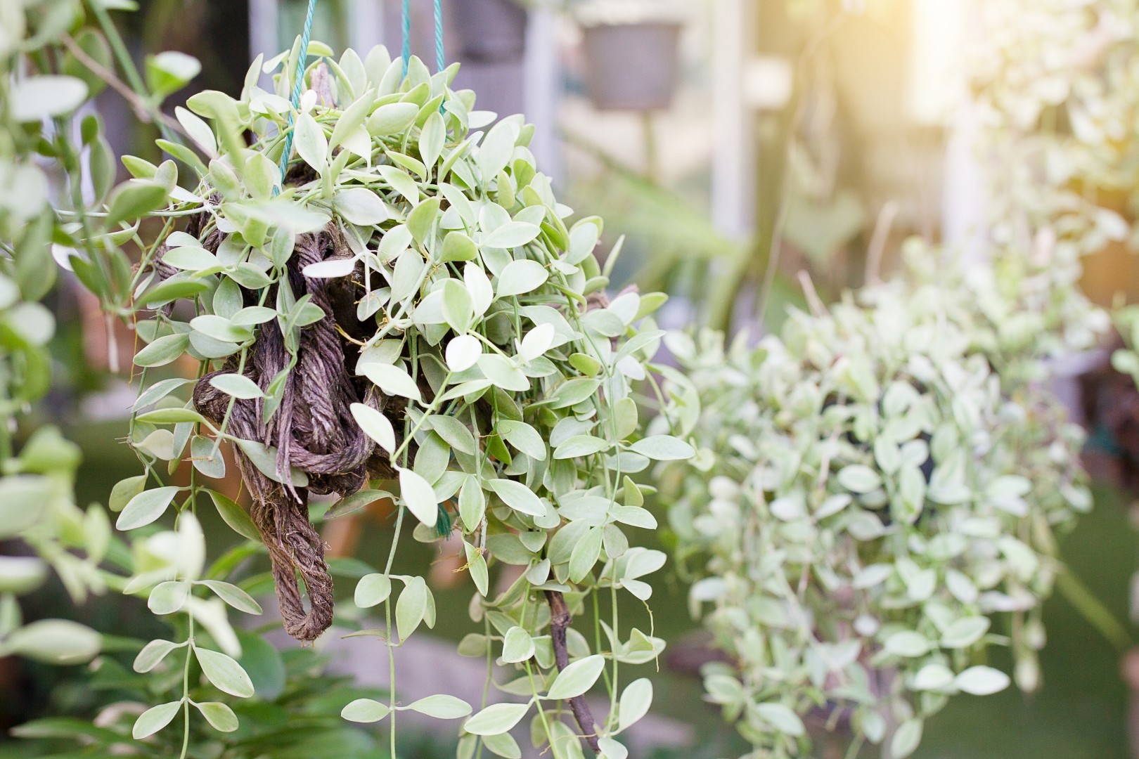 Dischidia Flower Leaf Care Uses PictureThis