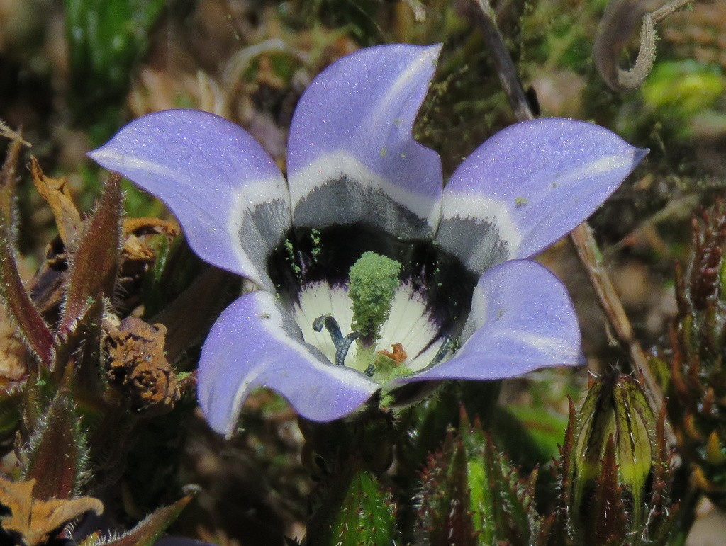 Roella ciliata PictureThis