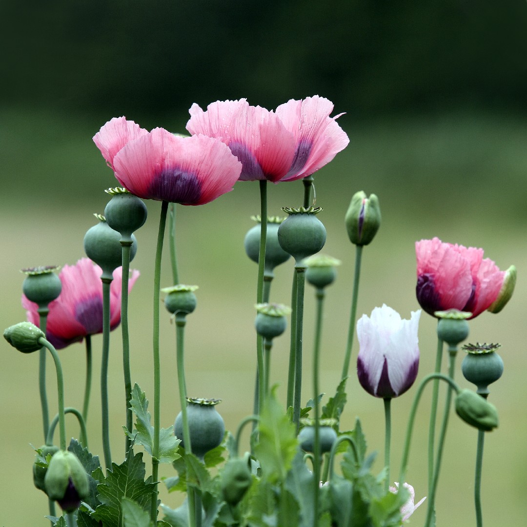 Opium poppy (Papaver somniferum) Flower, Care, Uses -