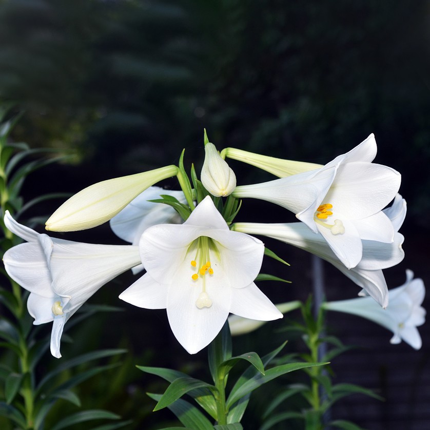 Lirio de pascua (Lilium longiflorum) - PictureThis