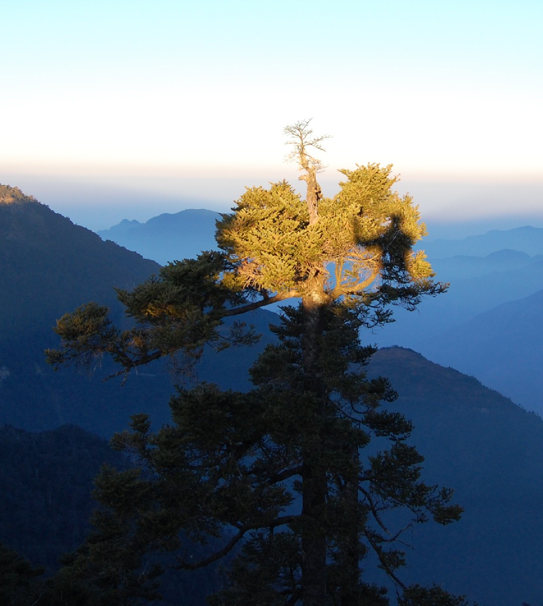 묘목: 귀하의 정원에 가장 적합한 묘목을 선택하는 방법 - FasterCapital, image size:1080x1206