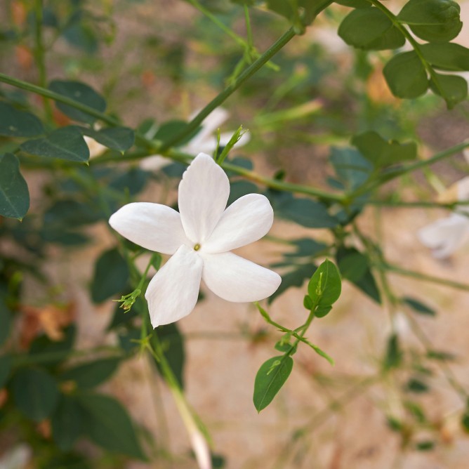 Jasmine: How to Grow and Care with Success