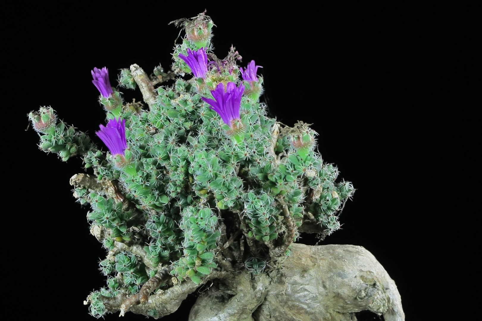How to Grow and Care for African bonsai