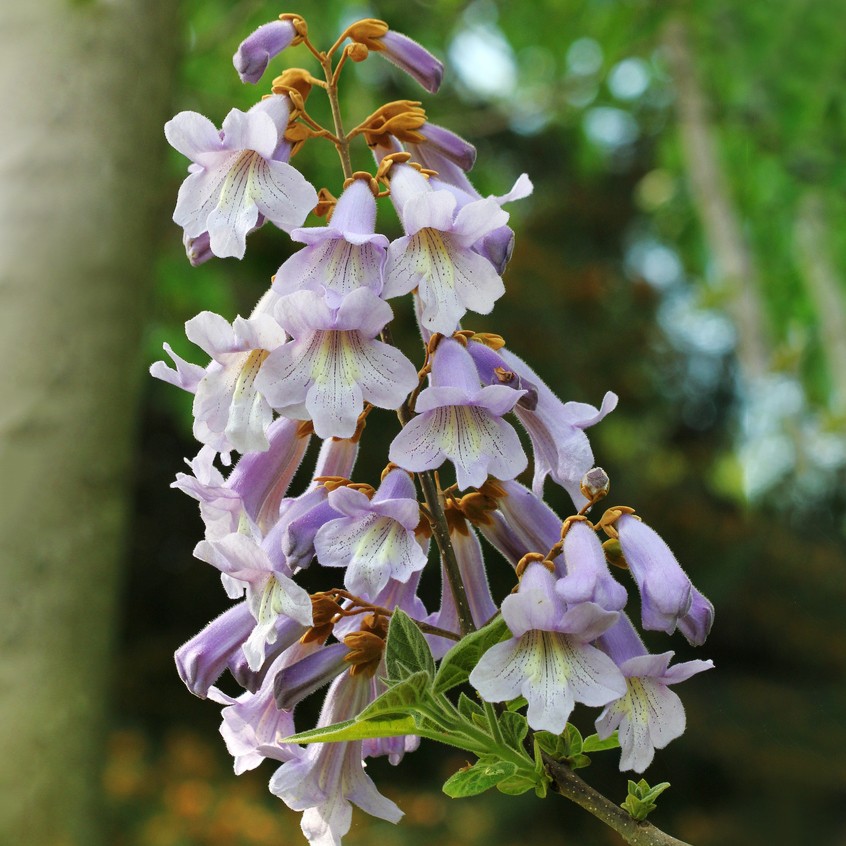 Empress tree (Paulownia tomentosa) Flower, Leaf, Care, Uses - PictureThis