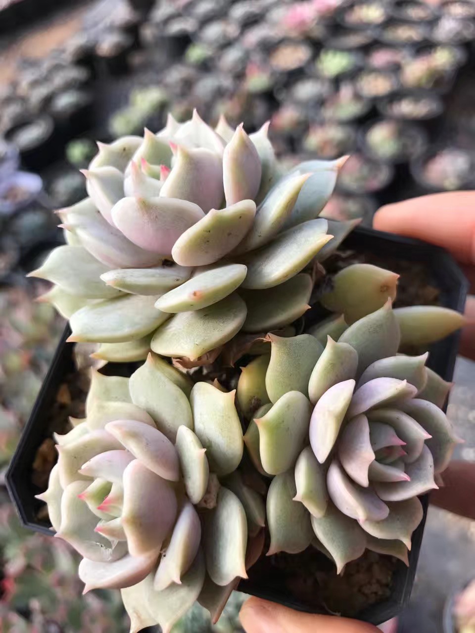ローラ (Echeveria 'Lola') - PictureThis