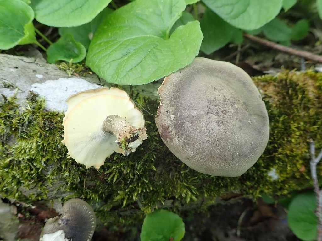 サルノコシカケ科 (Polyporaceae) - PictureThis