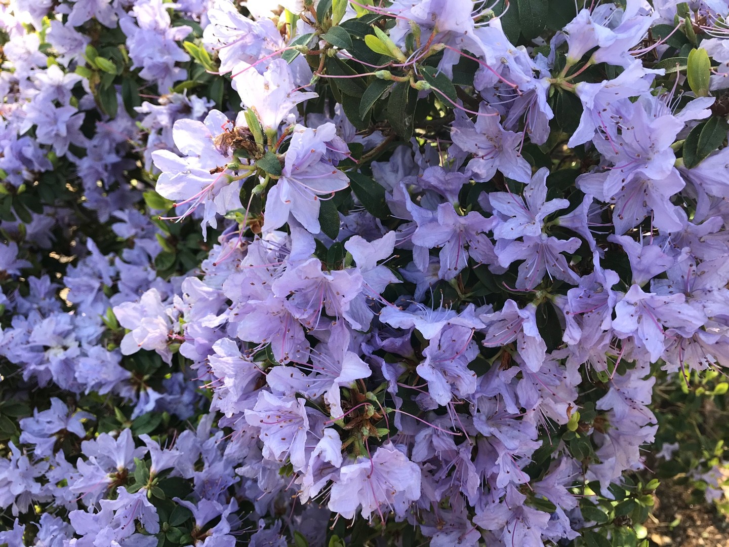 How to Grow and Care for Azaleas 'Blue Tit'
