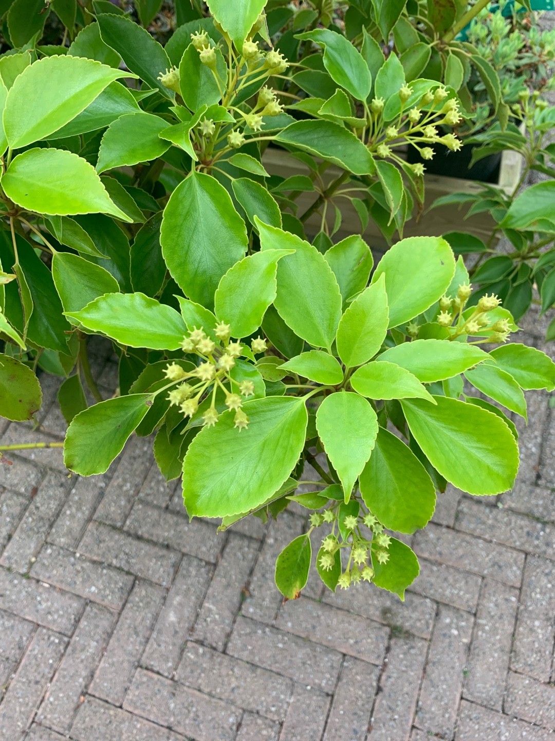 ヤマグルマ（山車）の判定方法 (Trochodendron aralioides)