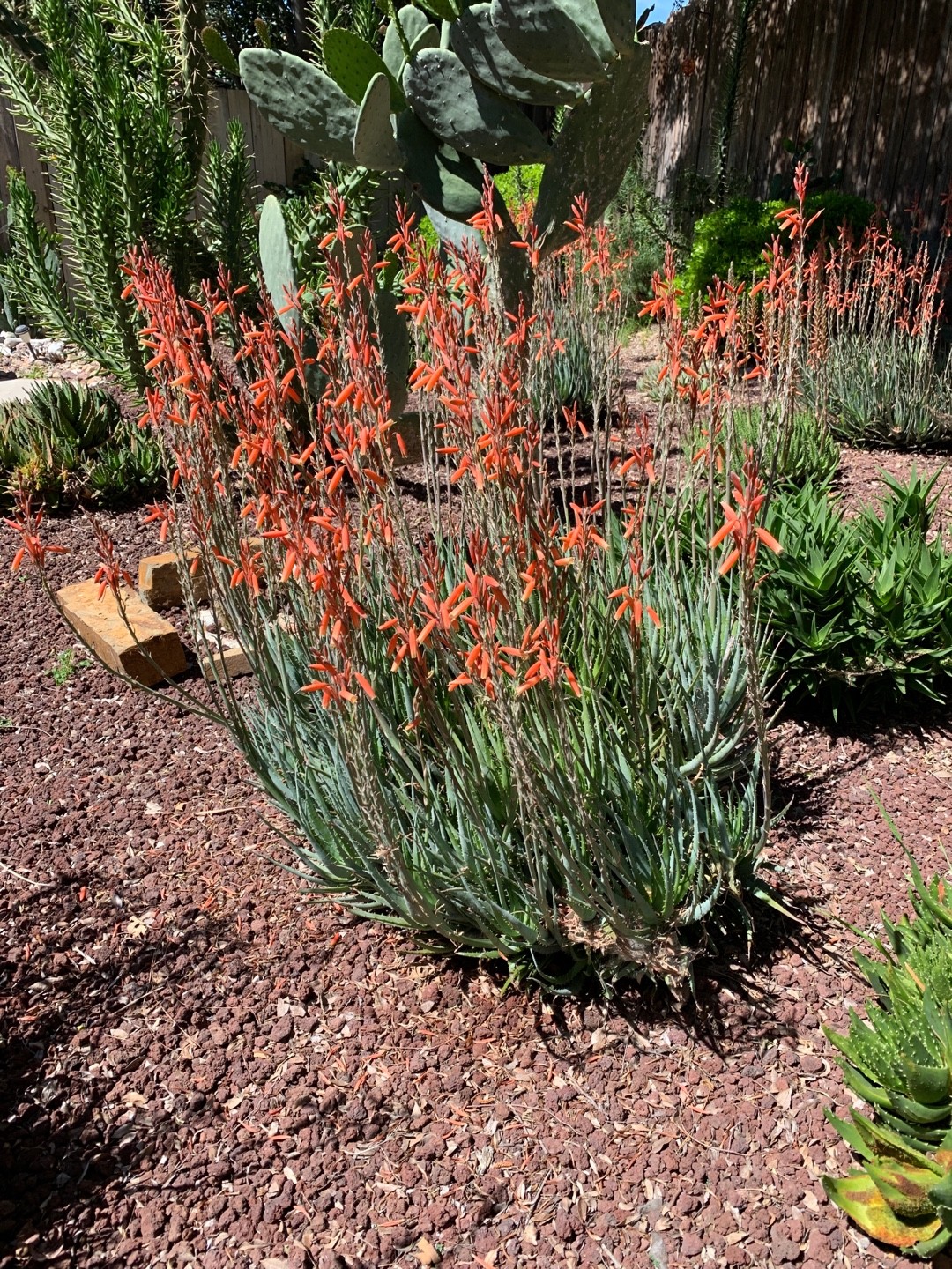 How to Grow and Care for Blue Elf Aloe