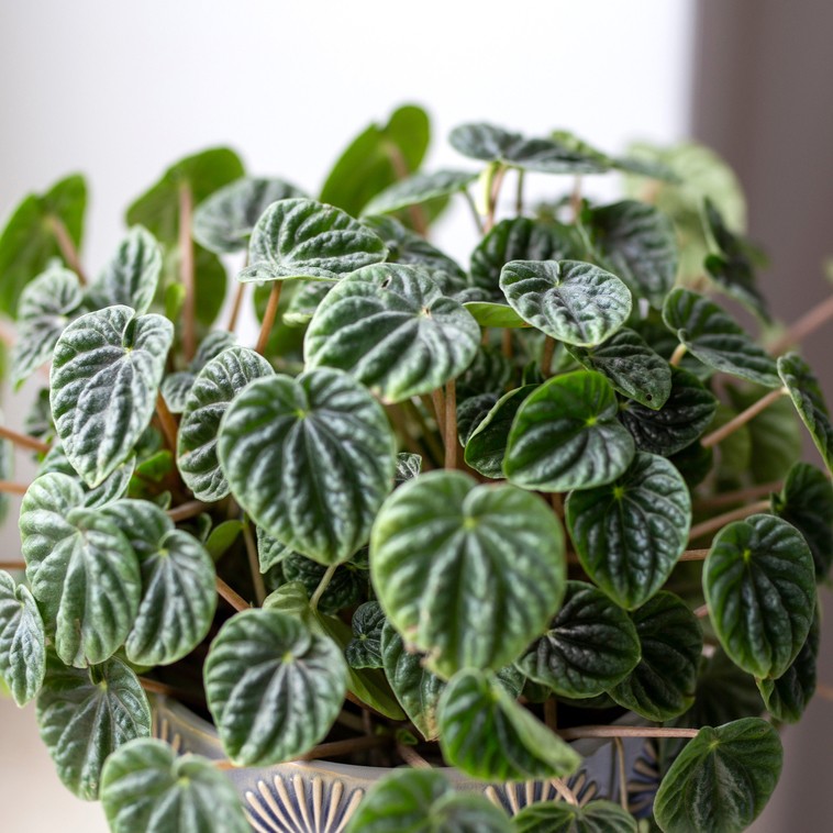 Radiator plants (Peperomia) Flower, Leaf, Care, Uses - PictureThis
