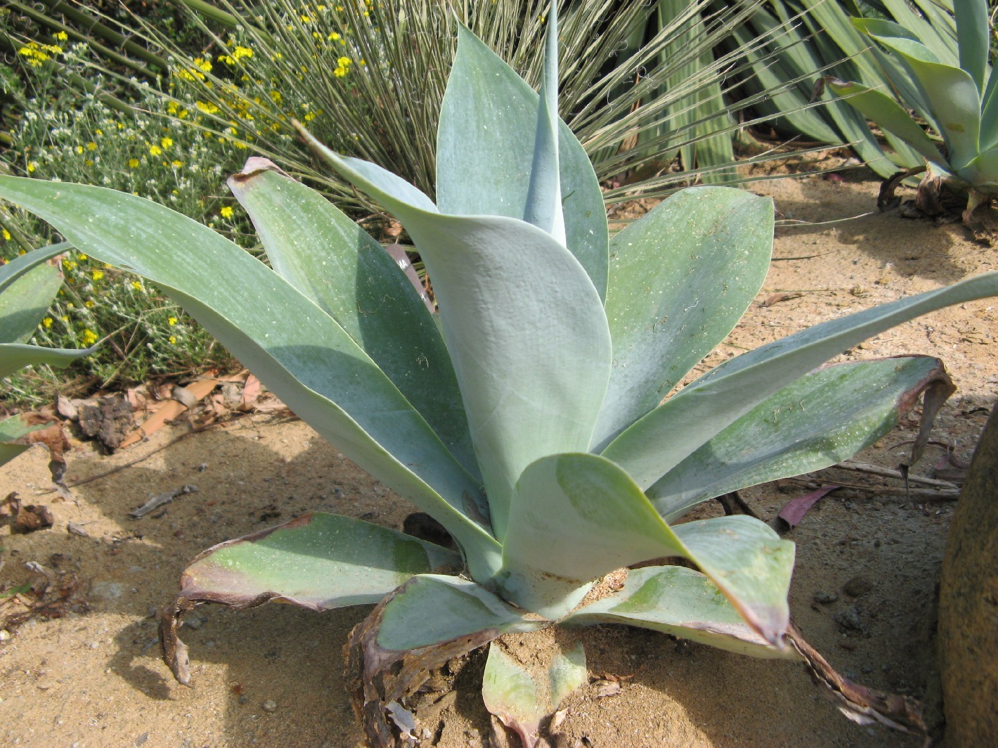 Drachenbaum-agave - Agave attenuata (Pflege, Merkmale, Blume, Bilder)