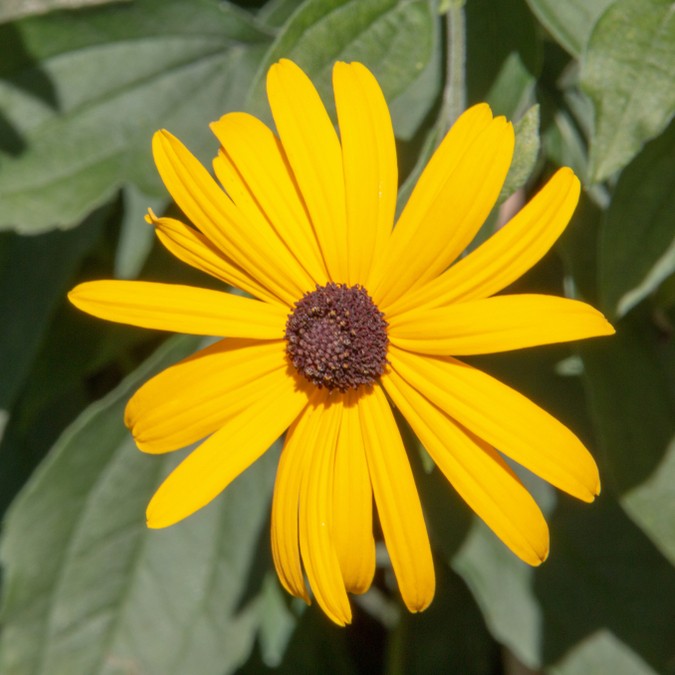 Rudbeckia Subtomentosa 花言葉 学名 よくある質問 Picturethis