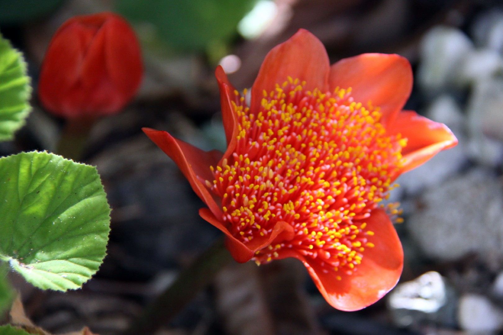 Haemanthus coccineus - Haemanthus coccineus (Cuidado