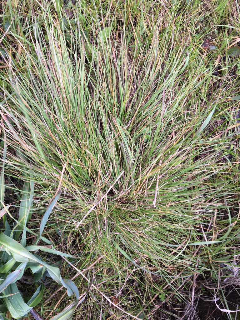 Idaho Fescue (Festuca idahoensis) Flower, Leaf, Care, Uses PictureThis