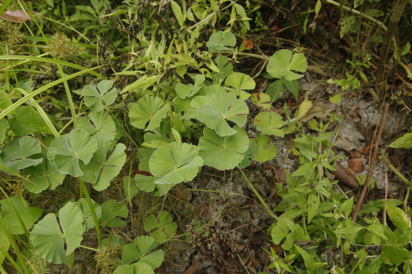 Bigfoot waterclover (Marsilea macropoda) Flower, Leaf, Care, Uses