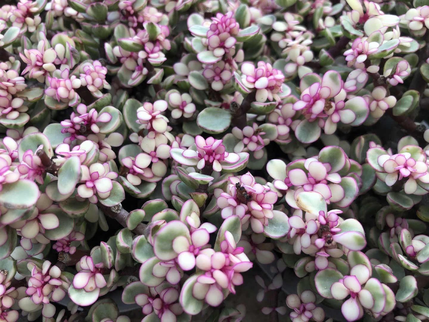 Rainbow elephant bush (Portulacaria afra 'Variegata') Flower, Leaf
