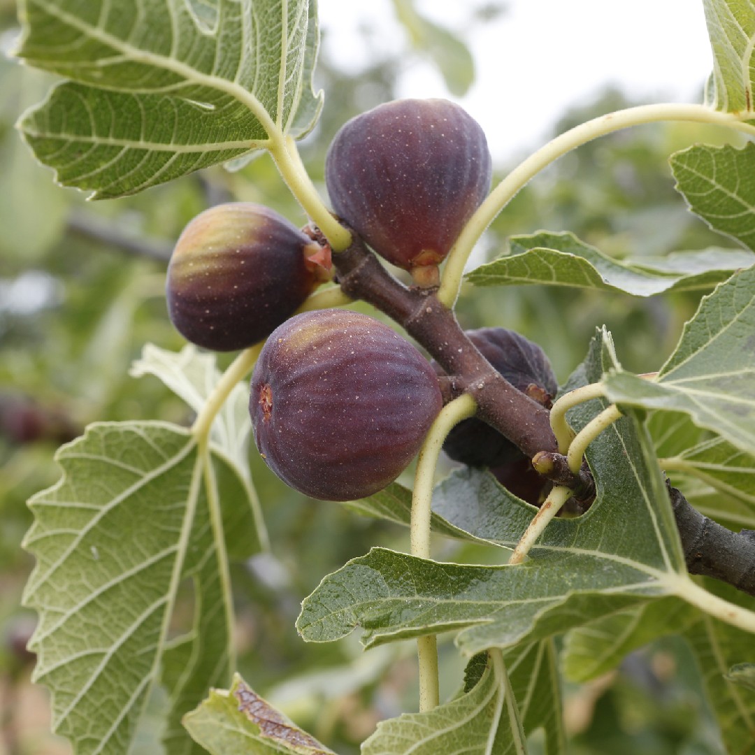 Инжир (Ficus carica) - PictureThis
