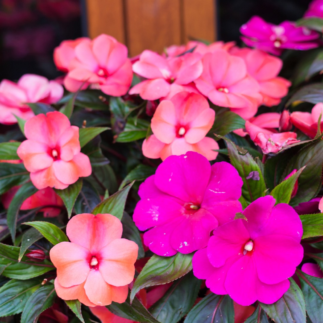 What do you do with new guinea impatiens in the winter? PictureThis