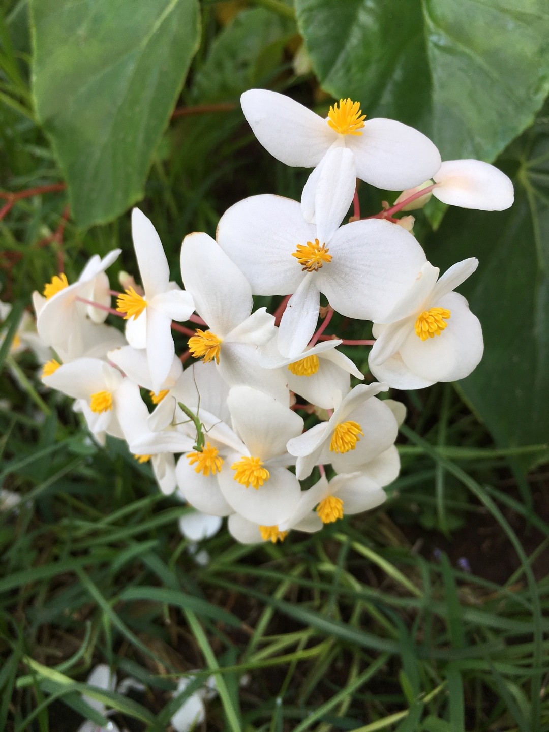 Begonia minor - PictureThis