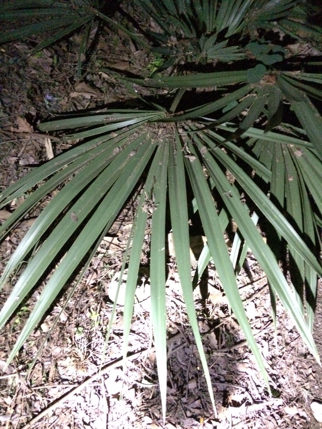 ミキナシサバル（幹無しサバル）の育て方・栽培方法