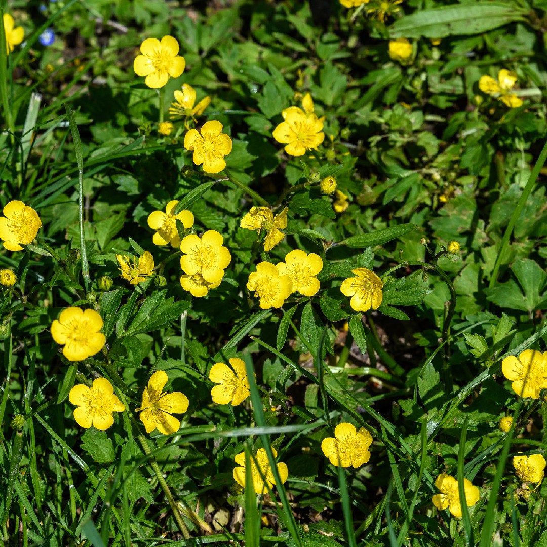 Renoncule rampante (Ranunculus repens) - PictureThis