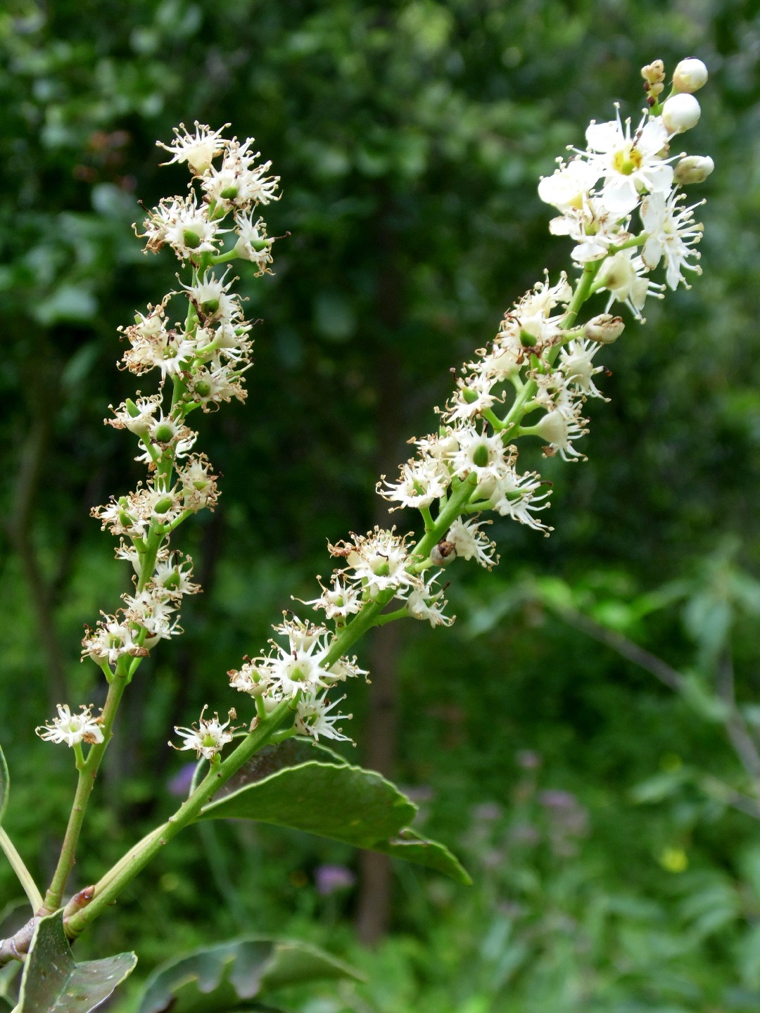 Portugiesischer Kirschlorbeer - Prunus lusitanica (Pflege, Merkmale, Blume,  Bilder)
