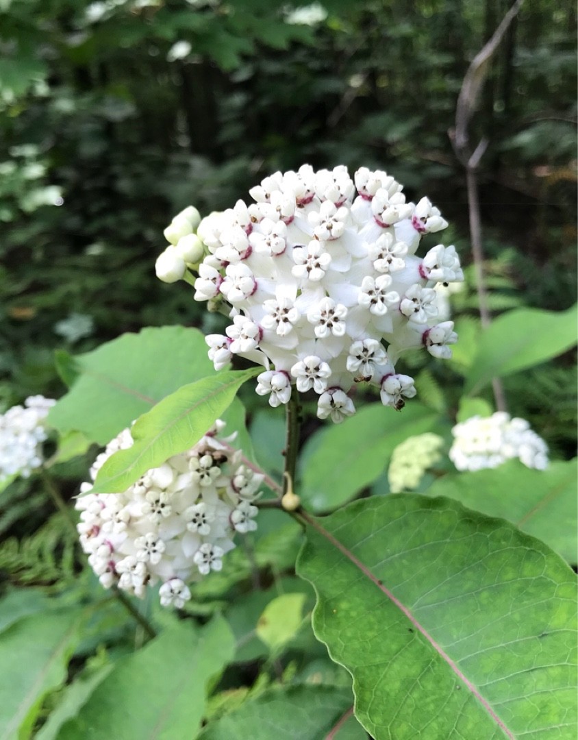 What is the Optimal Temperature for Redring milkweed? (Range, Effects ...