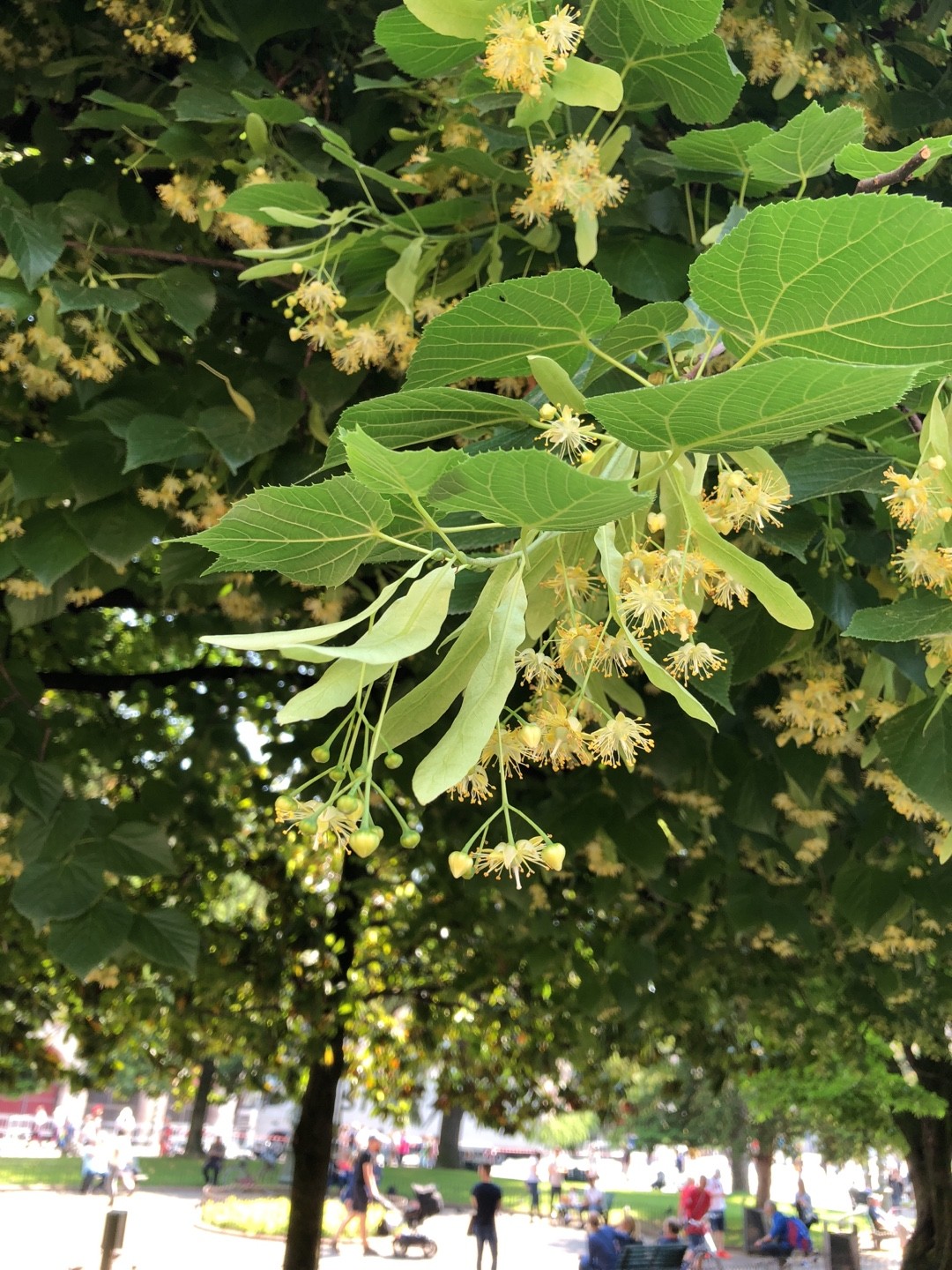 Tilleul : tout savoir des racines à la fleur de tilleul.