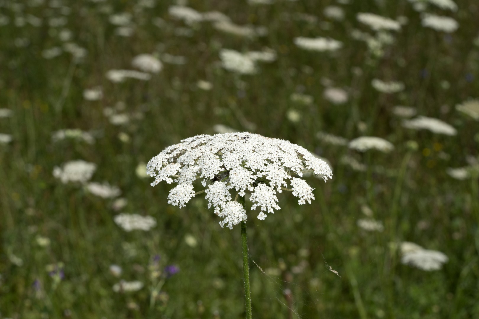 レースフラワー 'Queen Anne's Lace' (Ammi majus 'Queen Anne's Lace