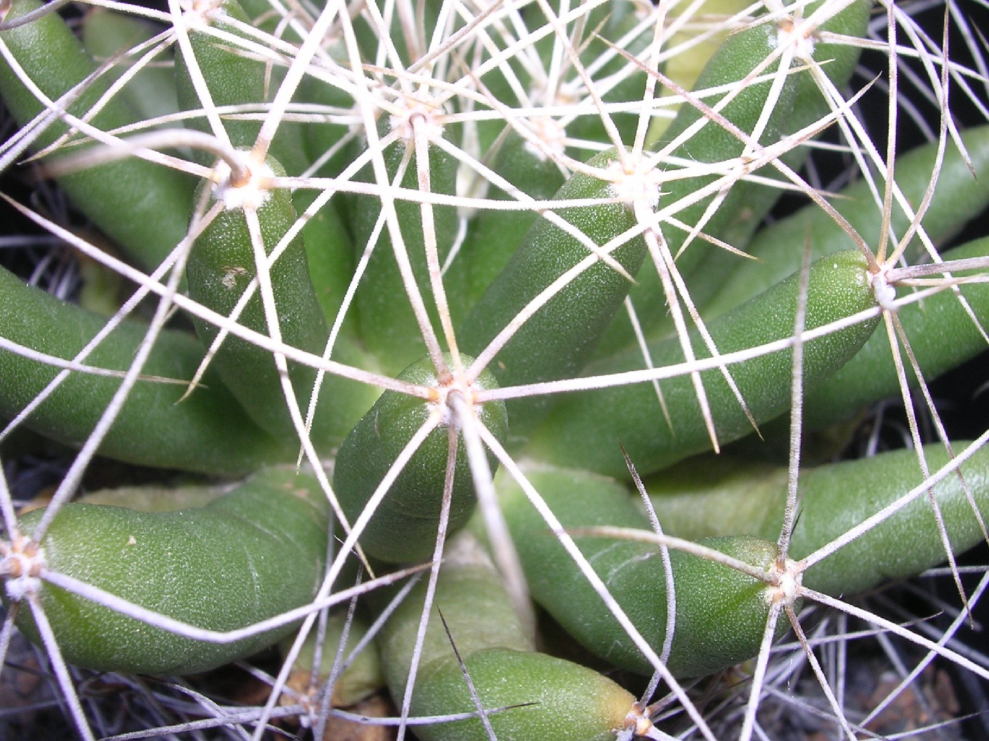 Long nipple cactus - Mammillaria longimamma (Care, Characteristics, Flower,  Images)