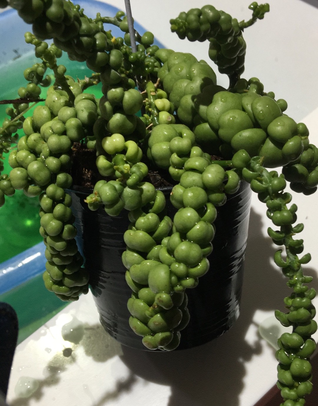 Бақыт дөңгелегі туралы порно болды. Порно трикотаж, терең жұлдыру компиляциялары