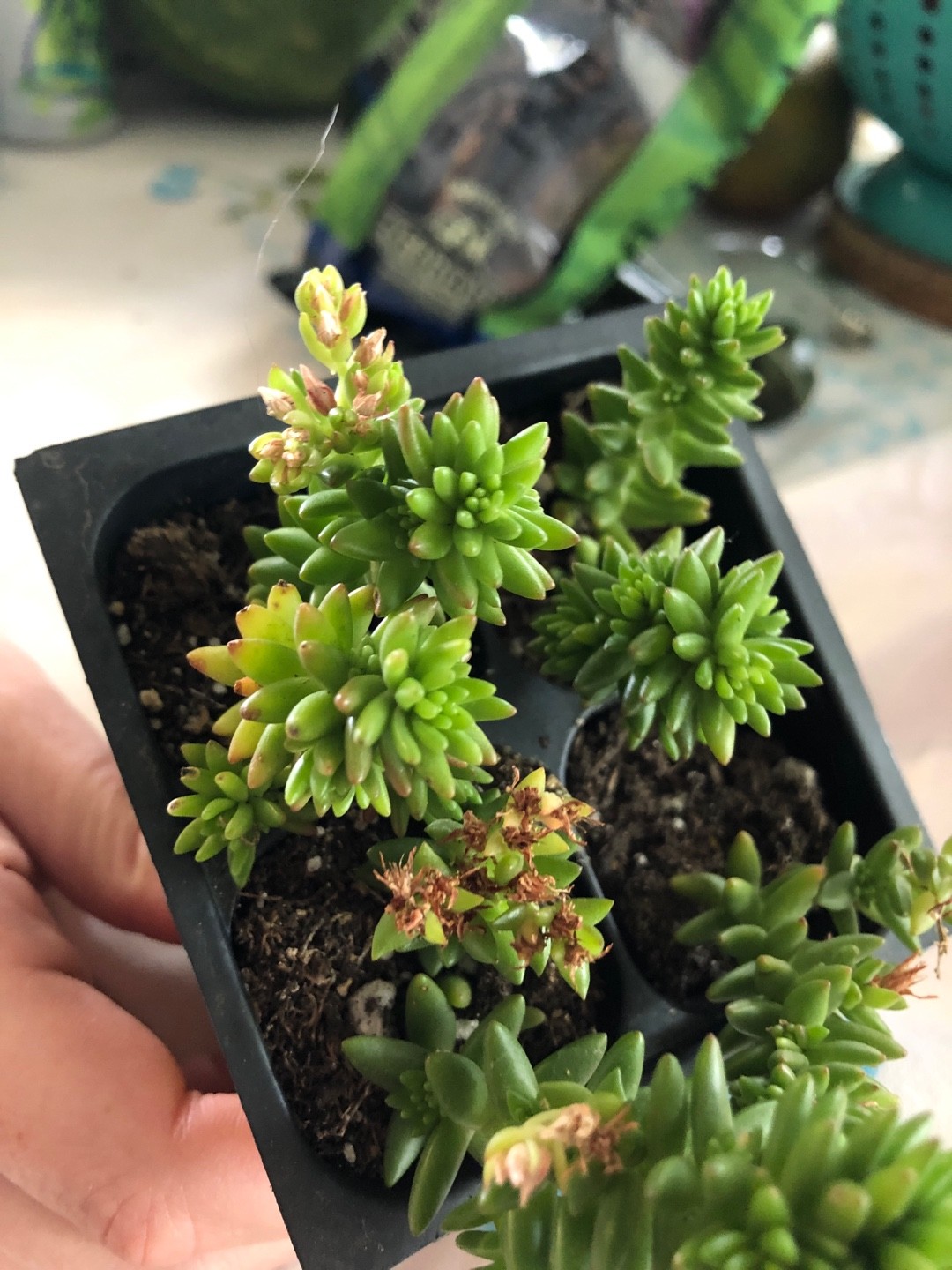 セダム・ゴールドマニイ (Sedum goldmanii) - PictureThis