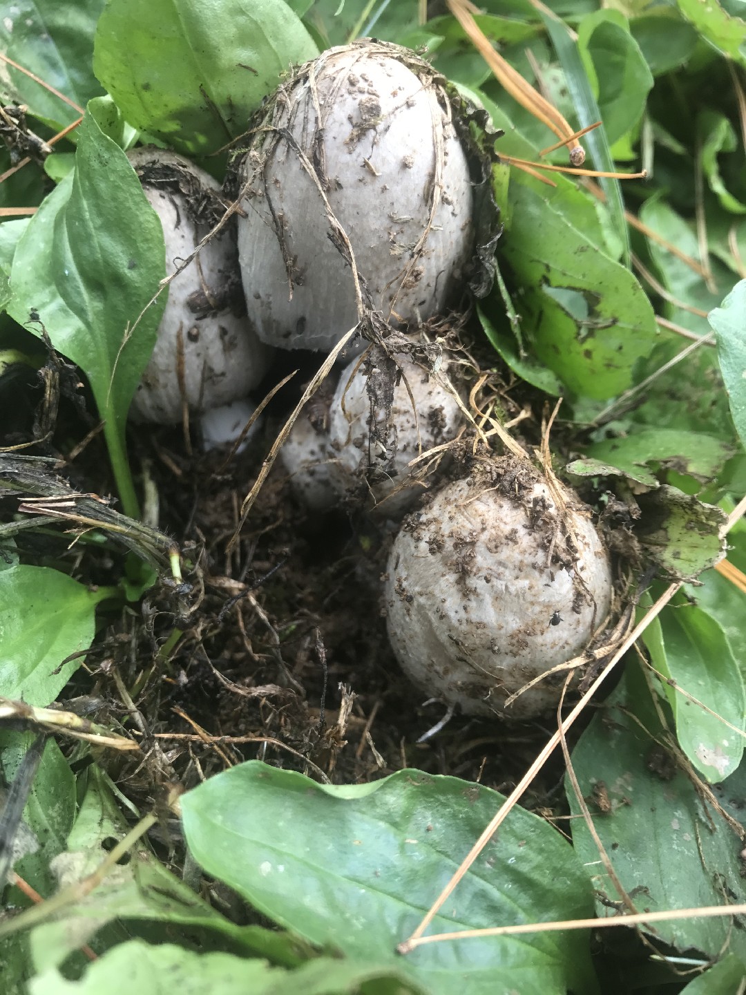ヒトヨタケ（一夜茸） (Coprinopsis atramentaria) - PictureThis