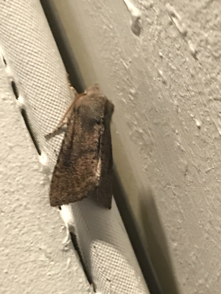 Orthosia PictureThis