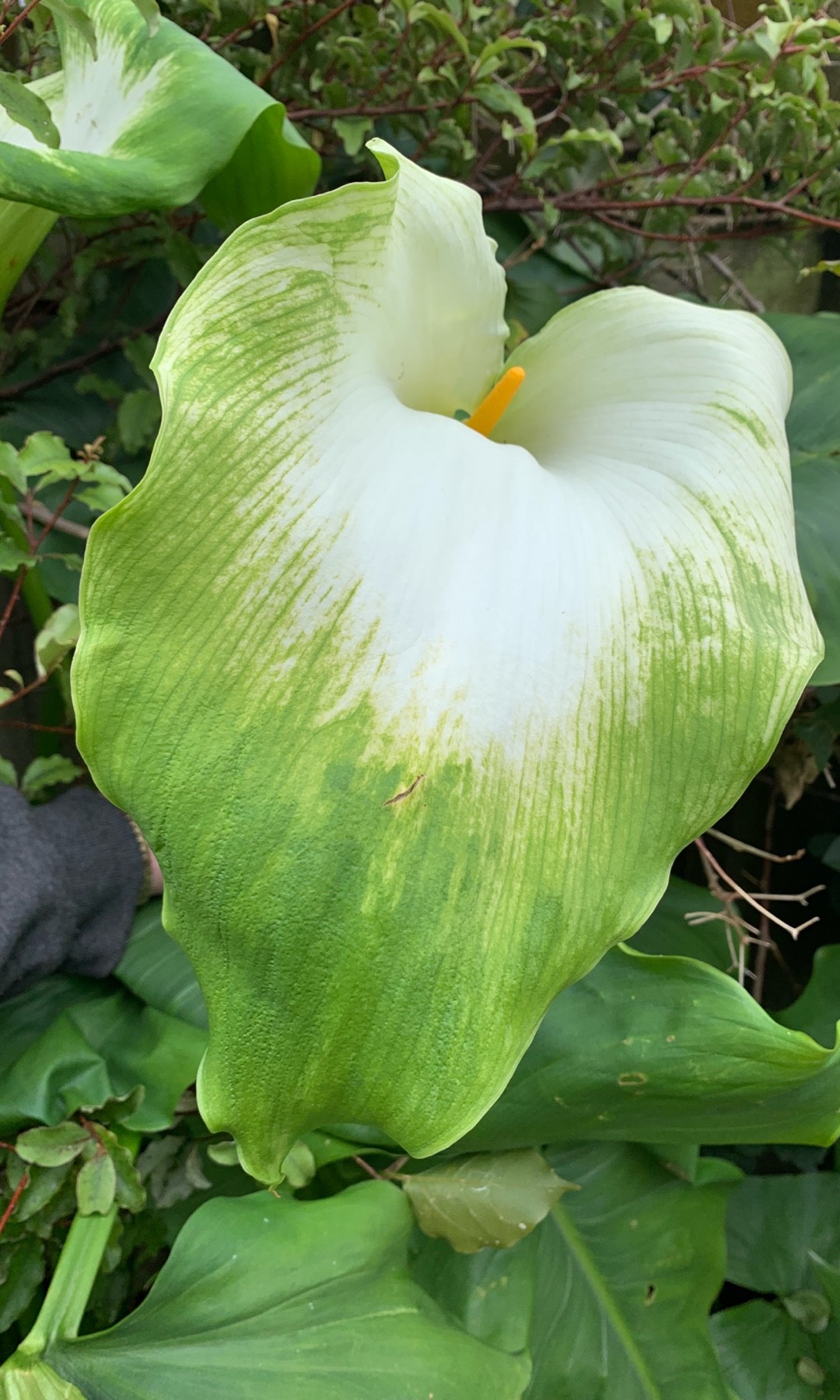 How to Grow and Care for Calla lily 'Green Goddess'