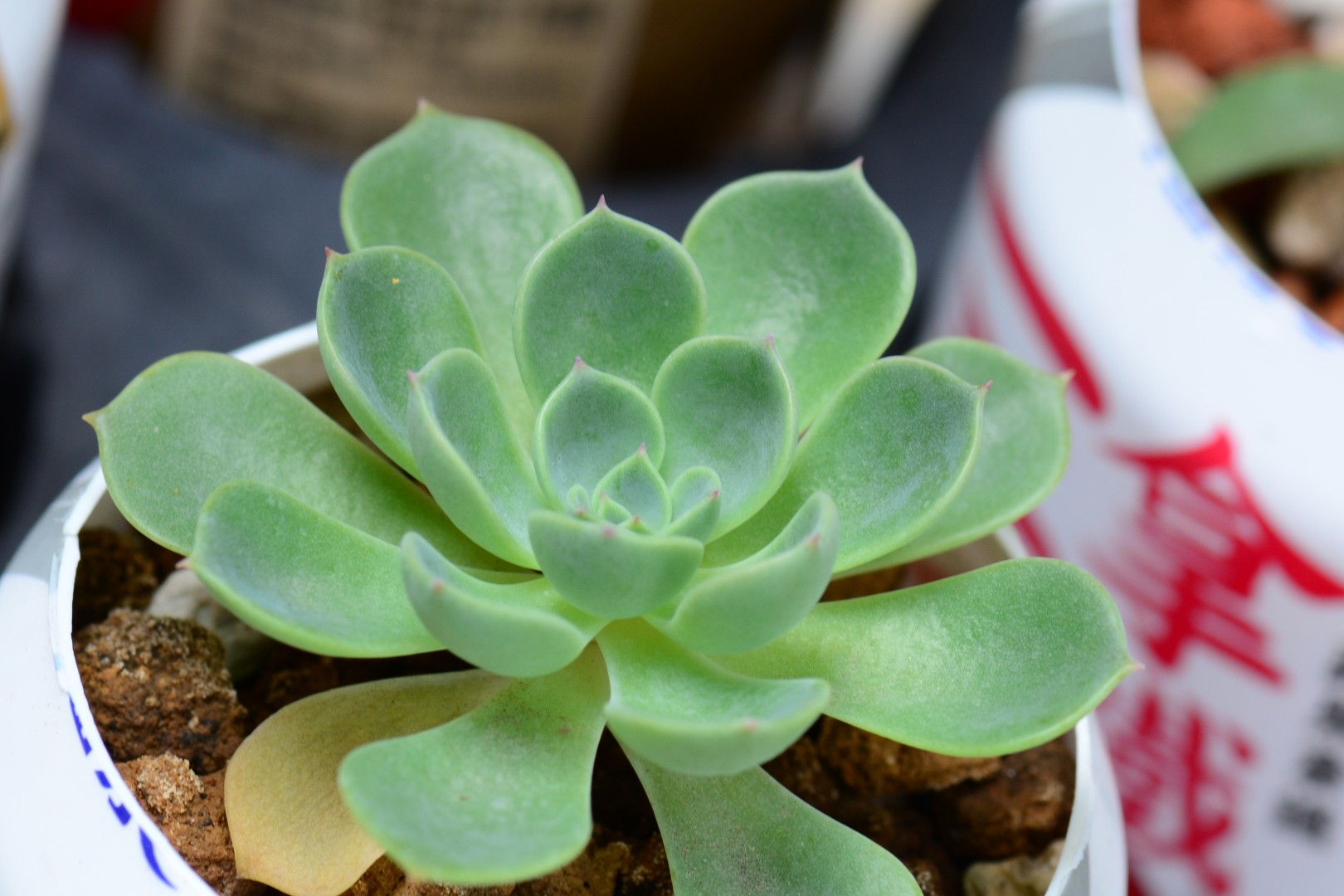 シチフクジン（七福神） (ケア, 特徴, 象徴, 画像)